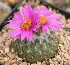 Pelecyphora strobiliformis 2.jpg