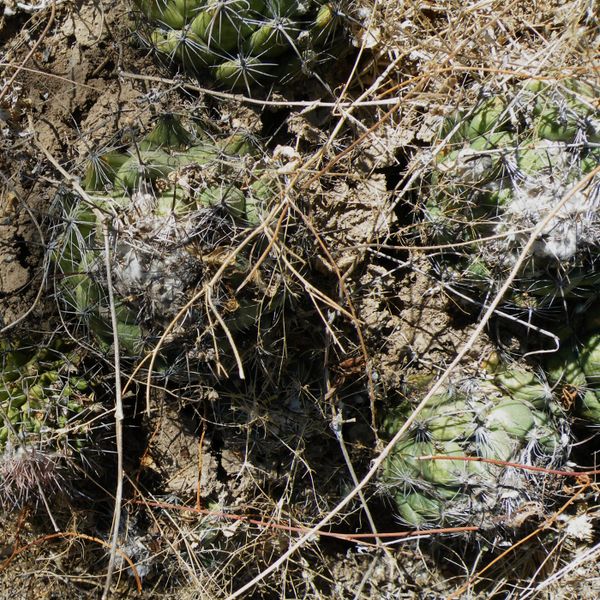 Файл:Coryphantha calipensis 4.jpg