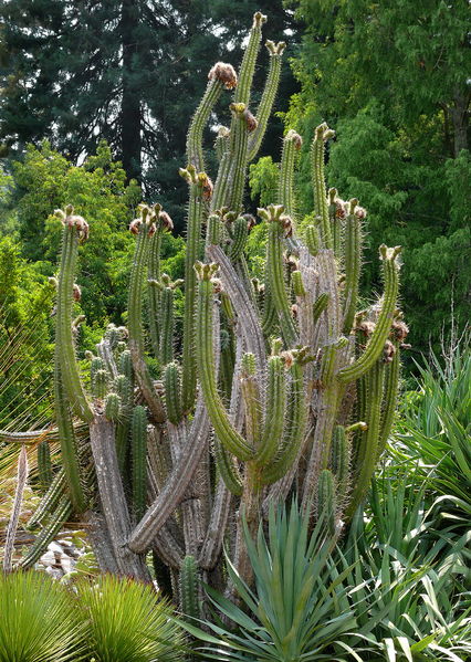 Файл:Echinopsis cuzcoensis 3.jpg