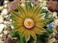 Escobaria missouriensis ssp. missouriensis 2.jpg
