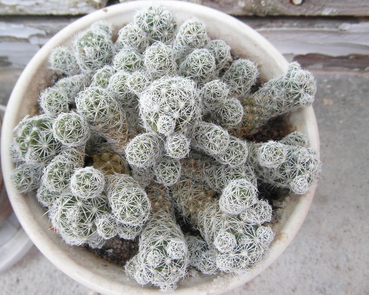 Файл:Mammillaria vetula ssp. gracilis 3.JPG