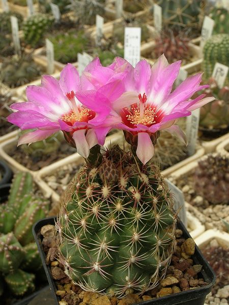 Файл:Thelocactus bicolor ssp. schwarzii 4.jpg