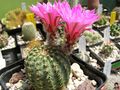 Echinocereus pulchellus ssp. pulchellus 3.jpg