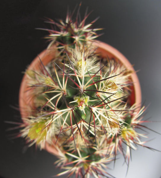 Файл:Echinocereus viridiflorus var. davisii.jpg