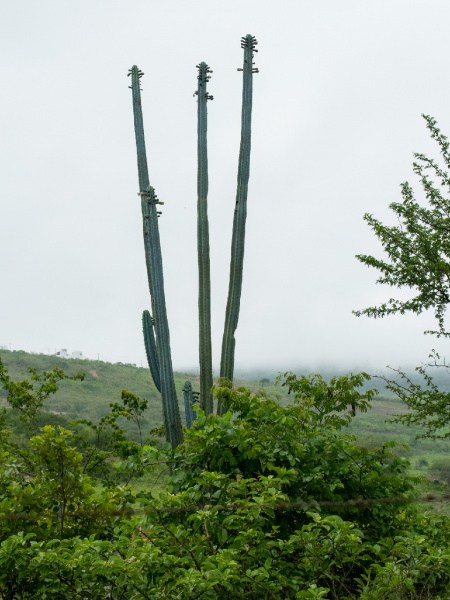 Файл:Pilosocereus pentaedrophorus ssp. robustus 02.JPG