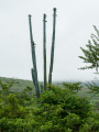 Pilosocereus pentaedrophorus ssp. robustus 02.JPG