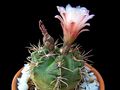 Gymnocalycium kroenleinii 3.jpg