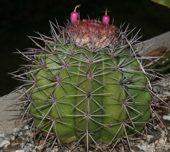Файл:Melocactus bahiensis with fruits.jpg