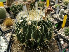 Stenocactus crispatus var. longispinus.jpg