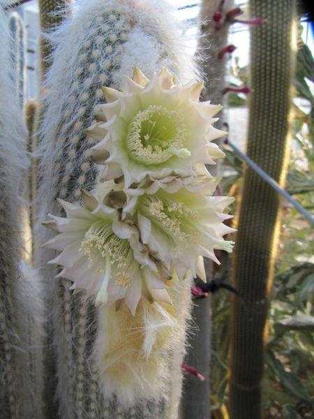 Файл:Espostoa ritteri 5691250356.jpg