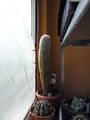 Mammillaria spinosissima ssp. pilcayensis 2.jpg
