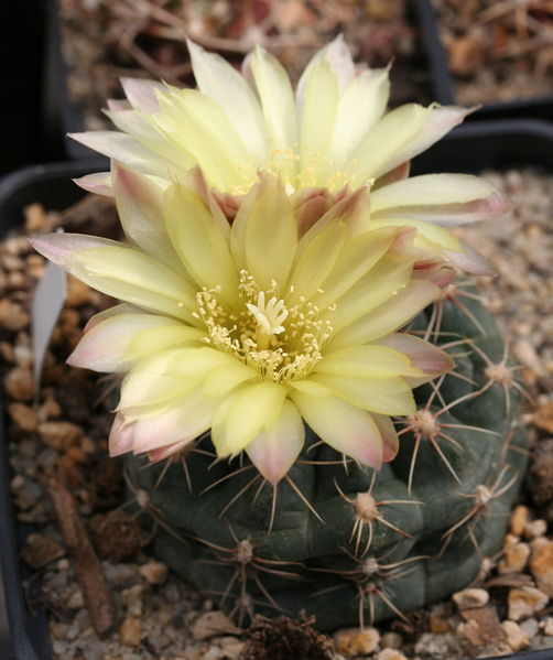 Файл:Gymnocalycium andreae 5.jpg