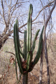 Pilosocereus floccosus ssp. floccosus 525.jpg