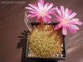 Rebutia mentosa ssp. mentosa 7.jpg