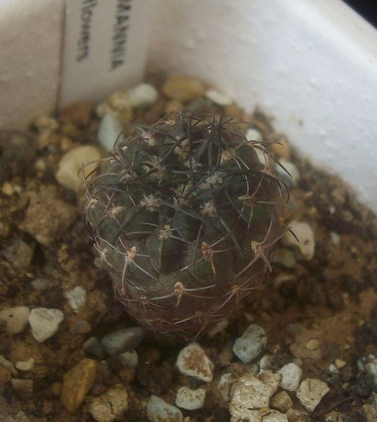 Файл:Neowerdermannia vorwerkii f. Paichu.jpg