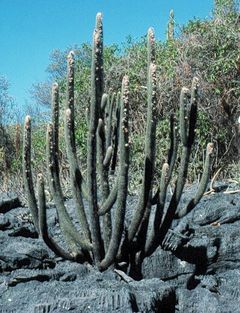 Facheiroa estevesii type habitat.jpg