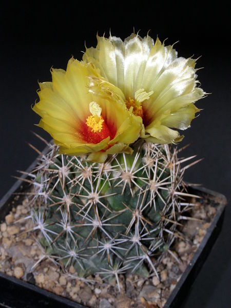 Файл:Coryphantha sulcata 2.JPG