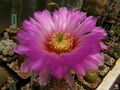 Echinocereus reichenbachii ssp. reichenbachii var. albispinus6.jpg