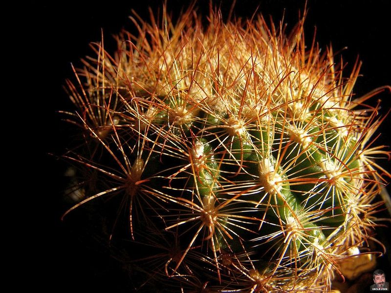 Файл:Parodia hausteiniana.jpg