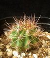 Echinopsis formosa korethroides 1.jpg