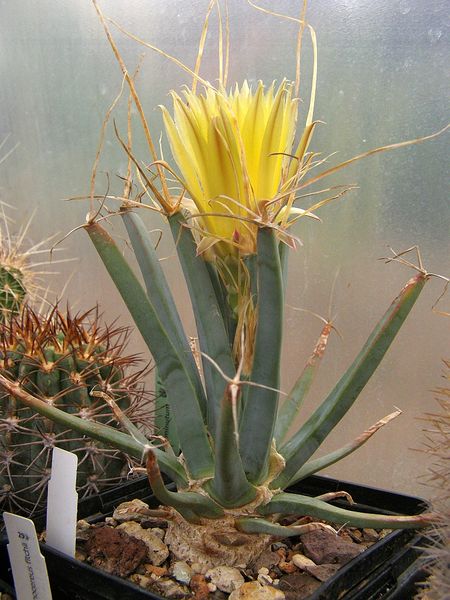 Файл:Leuchtenbergia principis 2.jpg