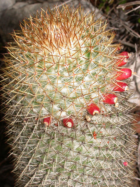 Файл:Mammillaria columbiana 1h.jpg