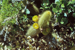 Bergerocactus emoryi - wikipedia.jpg