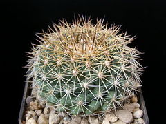 Mammillaria melanocentra ssp. rubrograndis Lau 1199.jpg