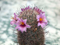 Mammillaria microcarpa 3.jpg