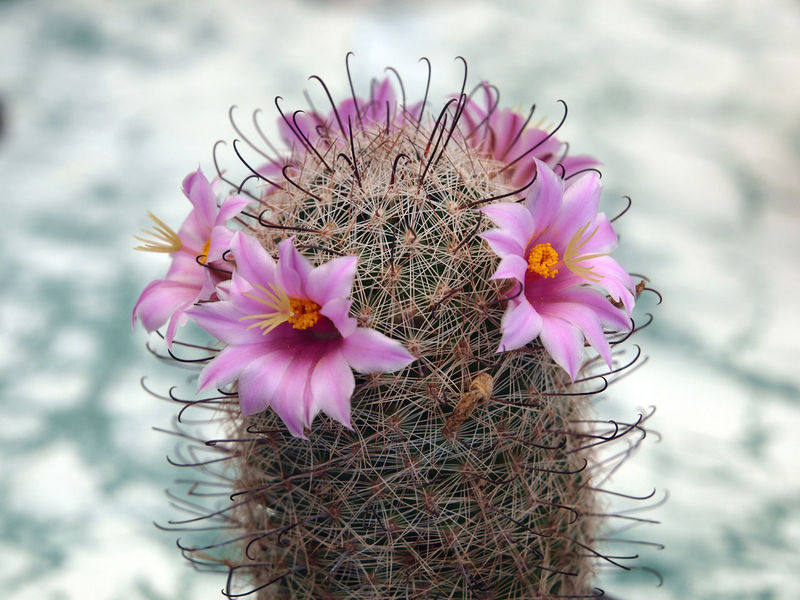 Файл:Mammillaria microcarpa 3.jpg