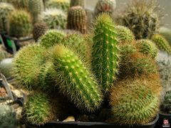 Cleistocactus samaipatanus f. cristata.jpg