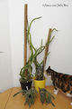 Hylocereus megalanthus 2.jpg