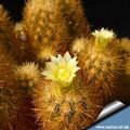 Acharagma roseanum ssp. galeanense 4.jpg