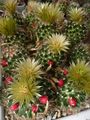 Escobaria missouriensis ssp. missouriensis 9.jpg