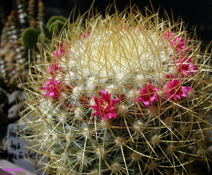 Файл:Mammillaria pringlei o1.jpg