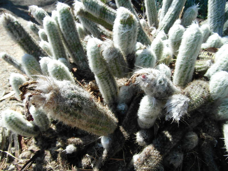 Файл:Oreocereus doelzianus ssp. sericatus 6.JPG