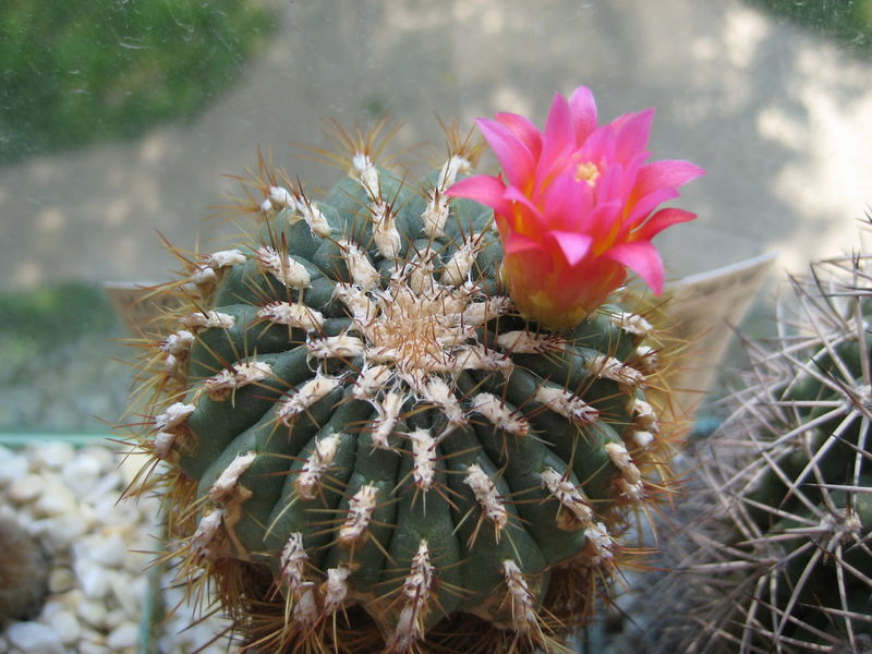 Файл:Oroya peruviana 1.jpg