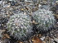Coryphantha delicata 02.jpg