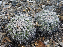 Coryphantha delicata 02.jpg
