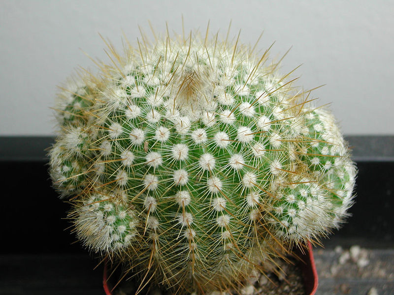 Файл:Parodia scopa ssp. neobuenekeri 0.jpg
