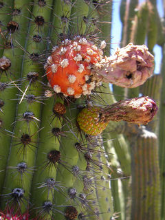 Stenocereus thurberi ssp. thurberi 04.jpg