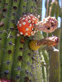 Stenocereus thurberi ssp. thurberi 04.jpg