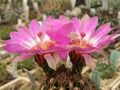 Thelocactus bicolor ssp. schwarzii 5.jpg