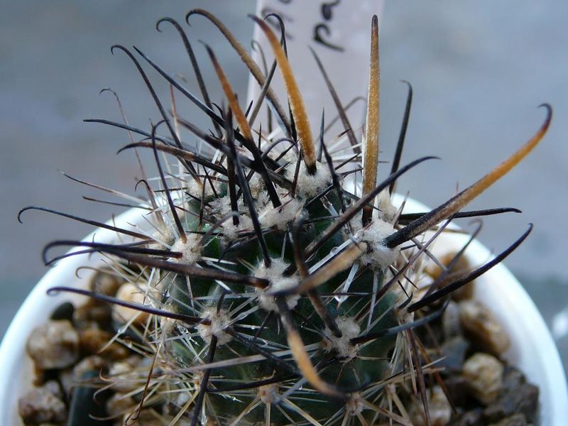 Файл:Austrocactus patagonicus 1.jpg