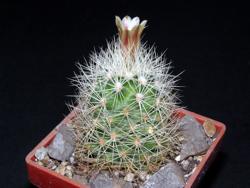 Файл:Acharagma roseanum ssp. roseanum 2.JPG