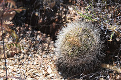 Rebutia fidana ssp. cintiensis 3.jpg
