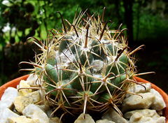 Coryphantha hintoniorum subsp. geoffreyi.jpg