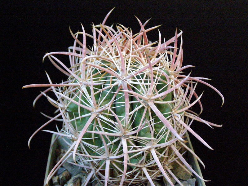 Файл:Ferocactus cylindraceus ssp. tortulispinus.JPG