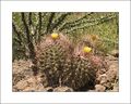Ferocactus hamatacanthus ssp. hamatacanthus 02.jpg