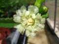 Leptocereus grantianus - wikipedia.jpg
